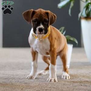 Frank, Boxer Puppy